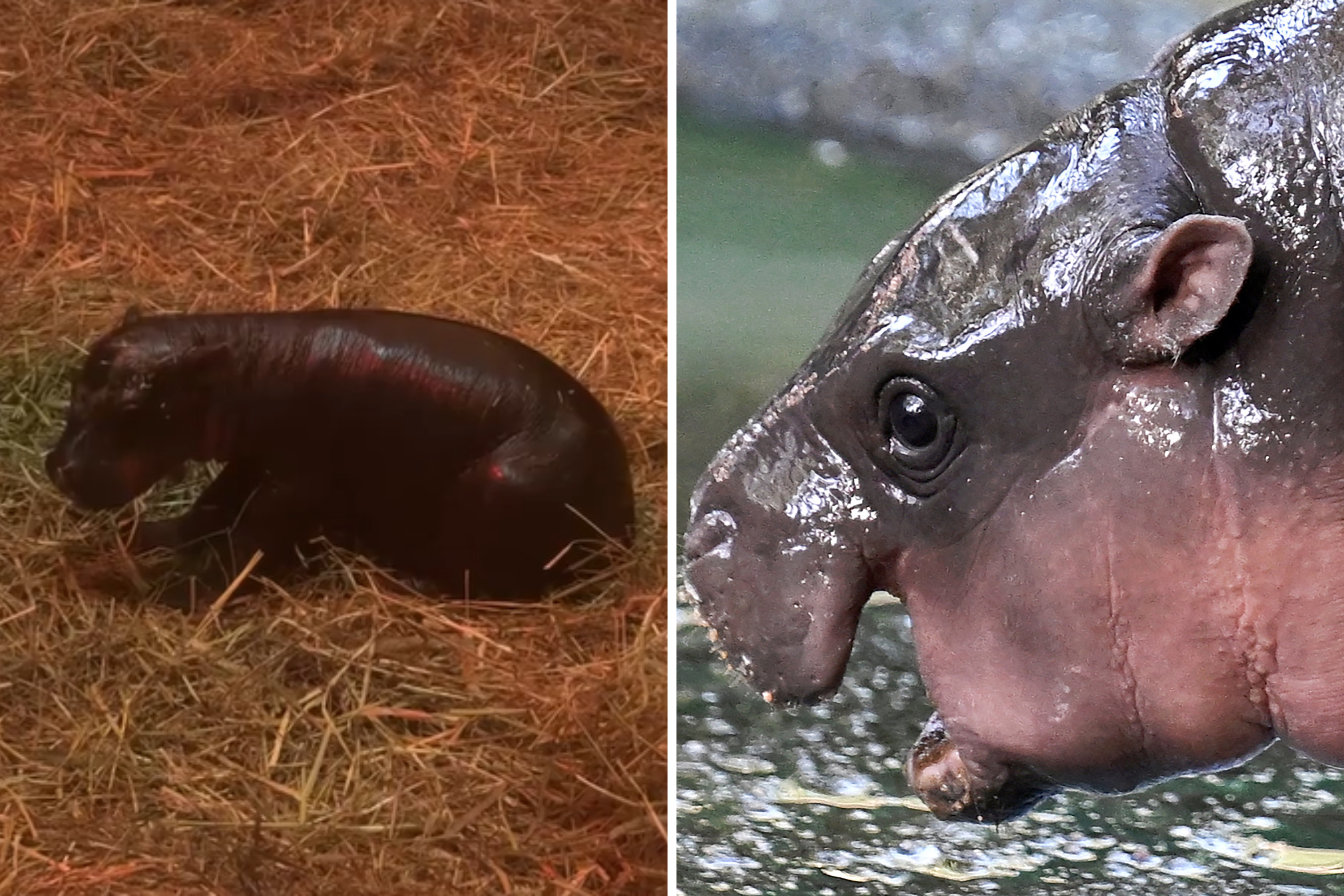 Edinburgh Zoo Announces Birth Of Pygmy Hippo, Haggis, After Moo Deng ...