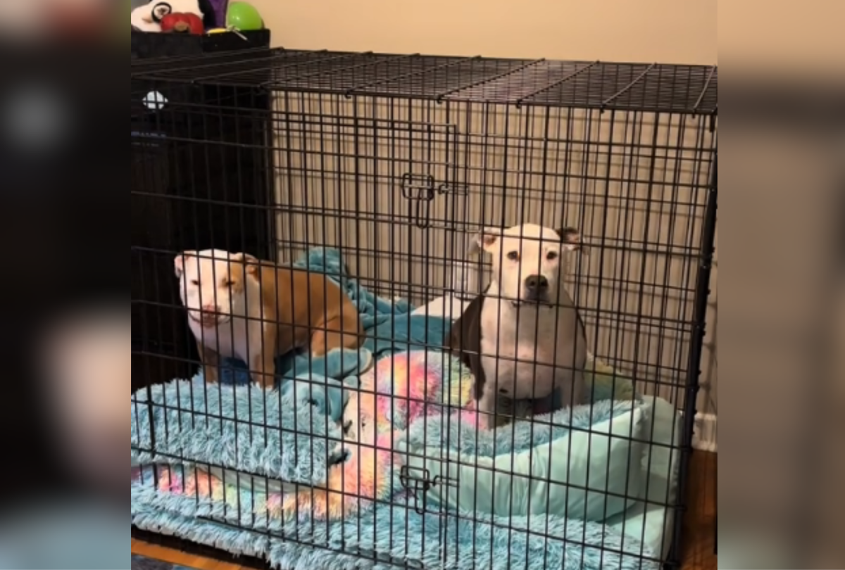 dogs chilling in crate