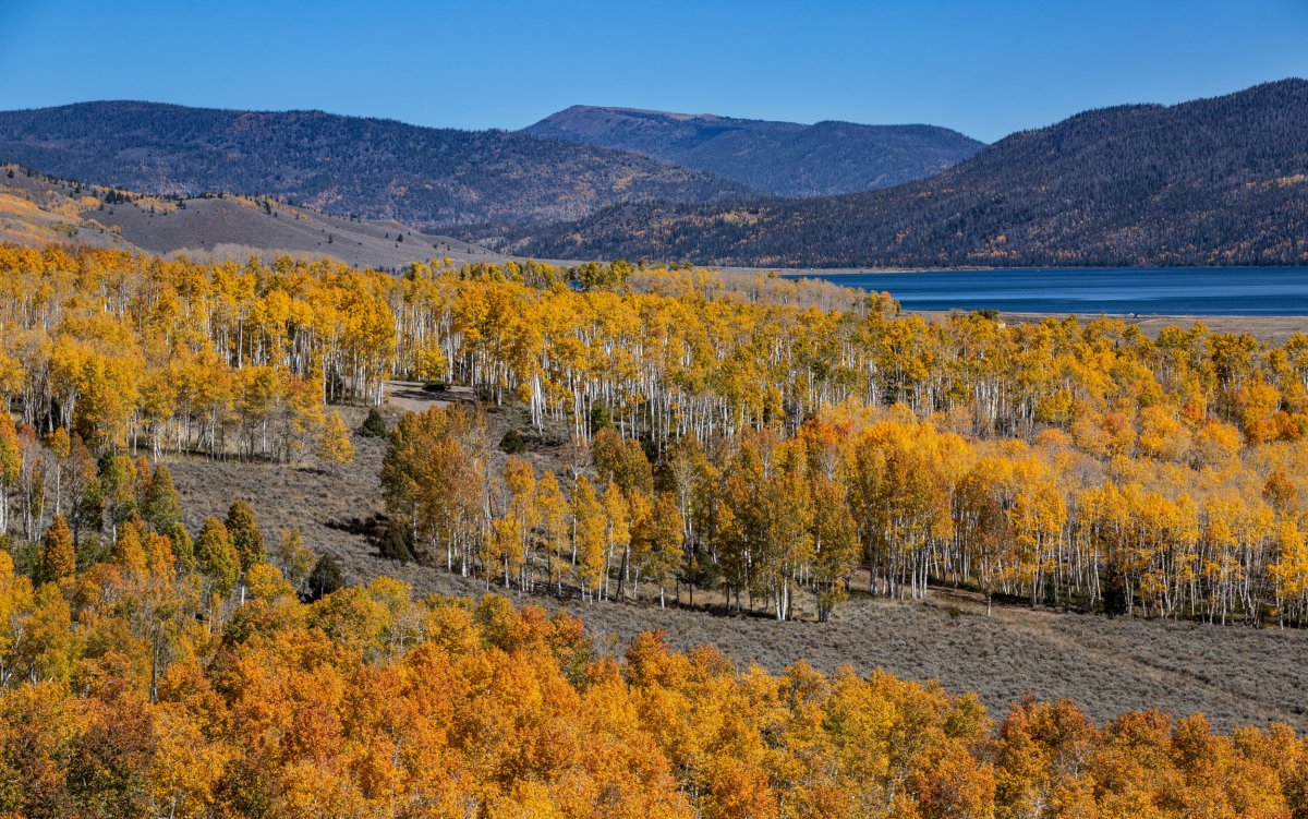 Huge Utah clone woodland discovered to be probably the most oldest organisms on Earth