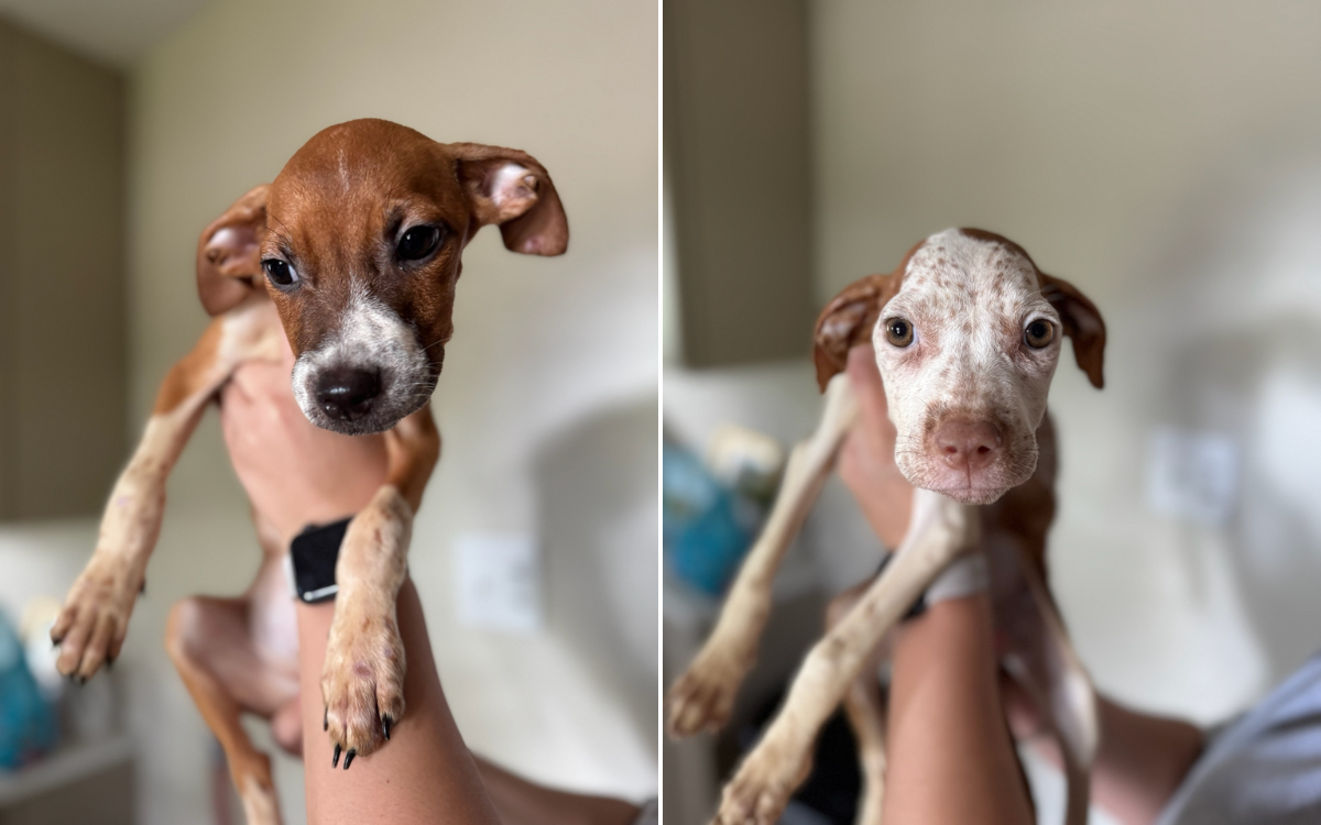 Two of the puppies rescued.