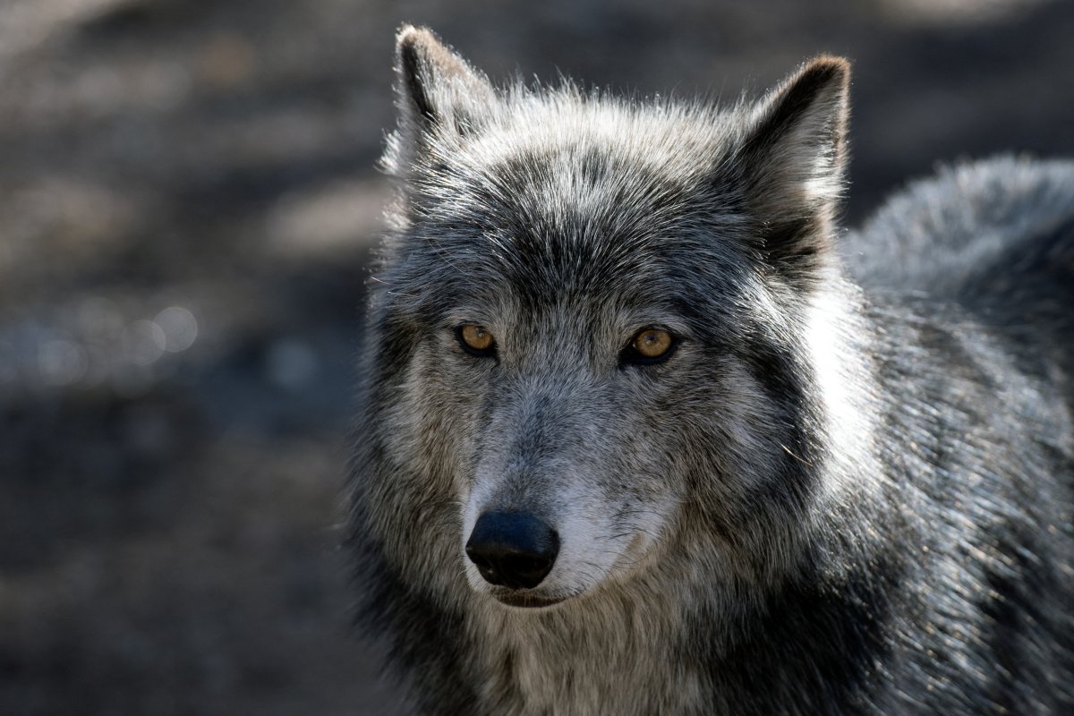 Gray wolf colorado