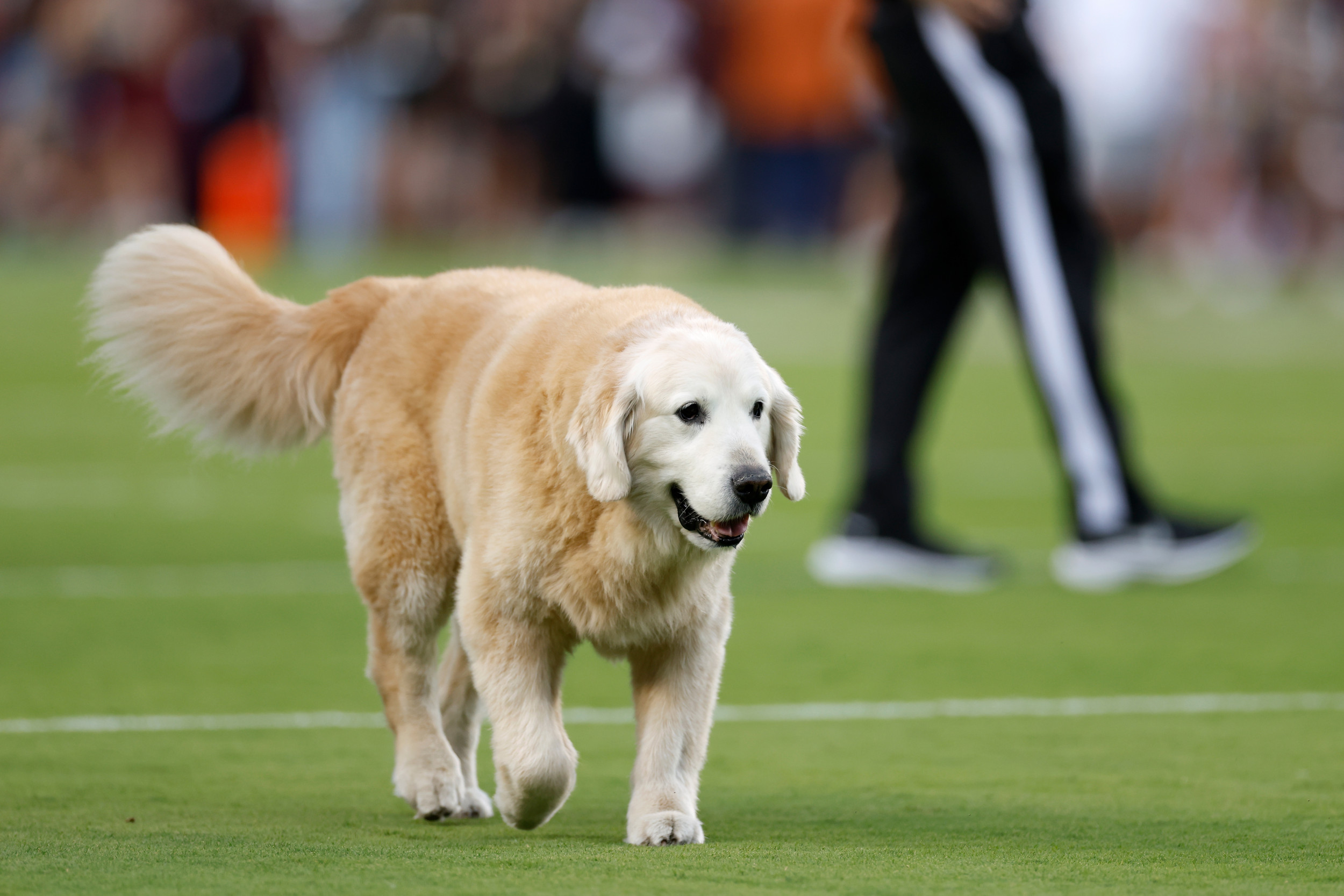 RIP Ben: Beloved College Football Dog Tragically Dies of Cancer - Newsweek