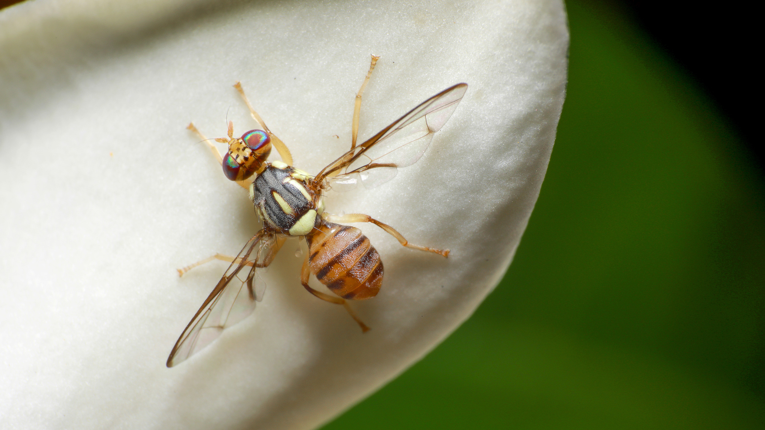 Invasive Insect Takes Over Southern California Areas