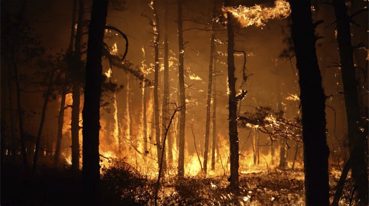 Shotgun Wildfires in New Jersey