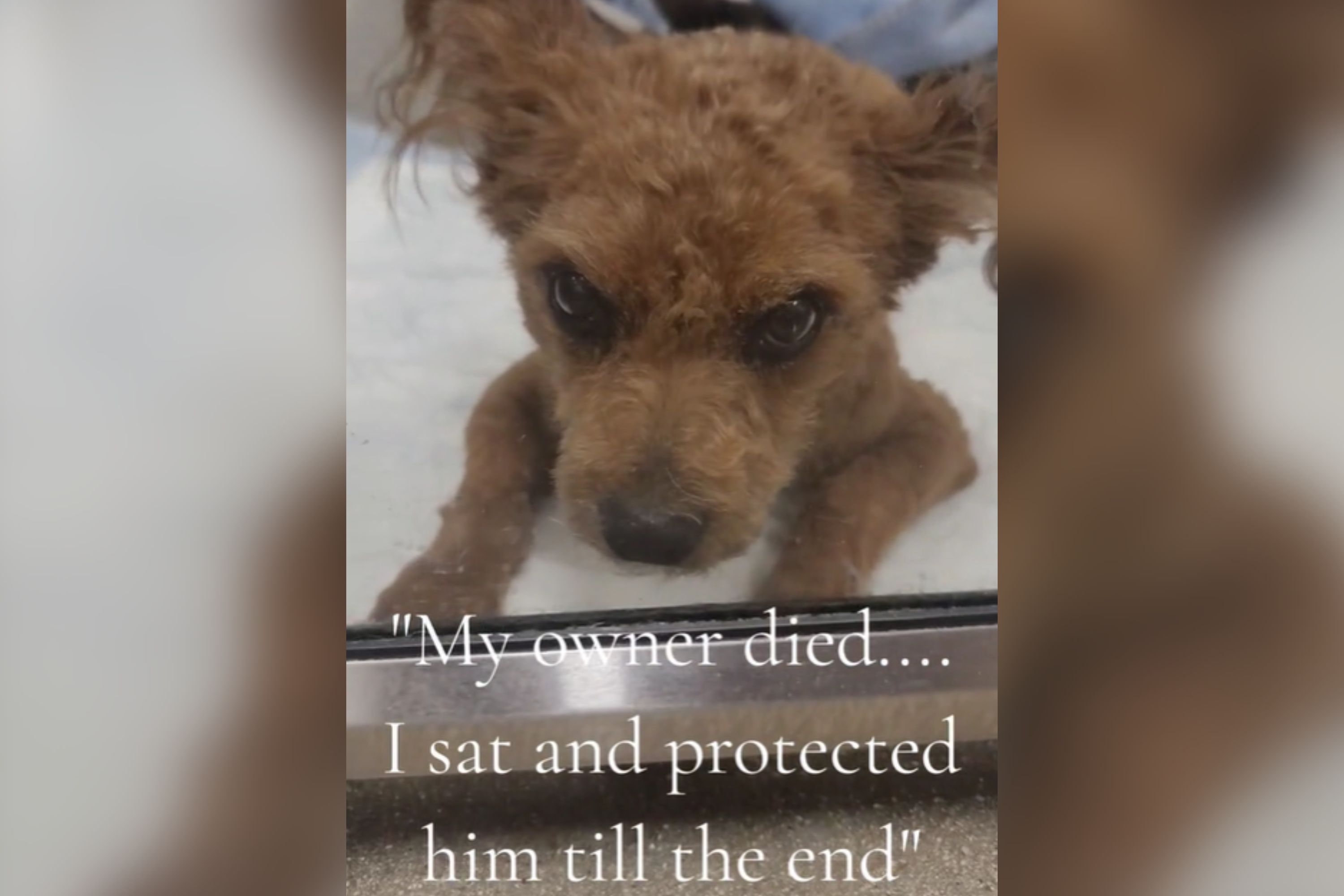 Dog Found 'Protecting His Owner' Who Died in a Car Heartbroken in Shelter