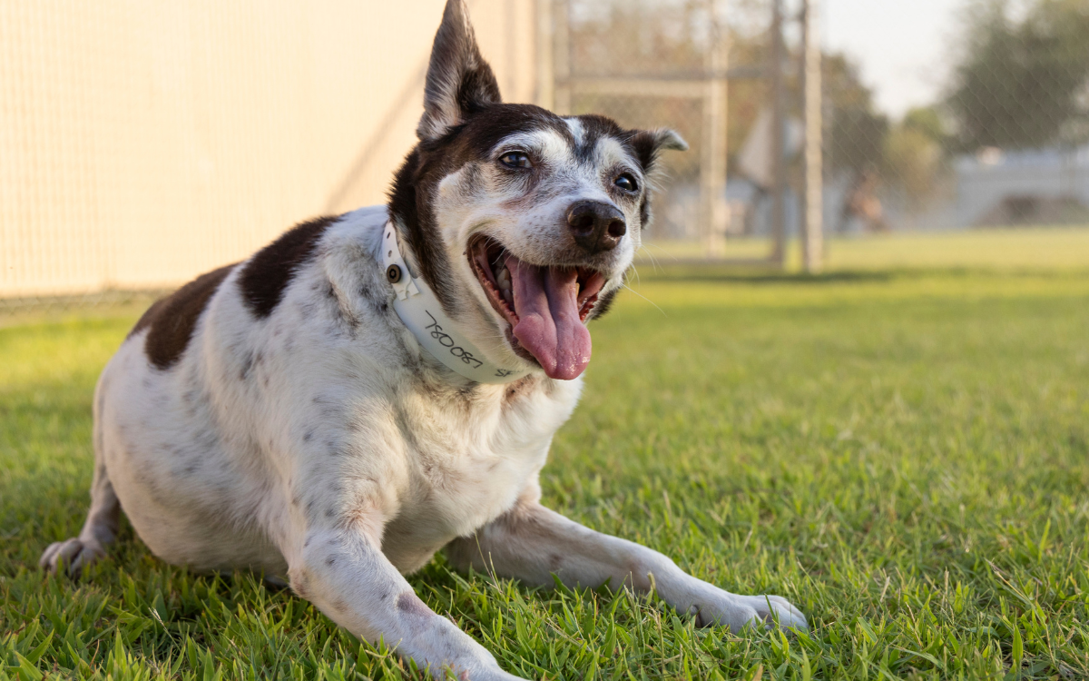 Dorothea has since been adopted. 