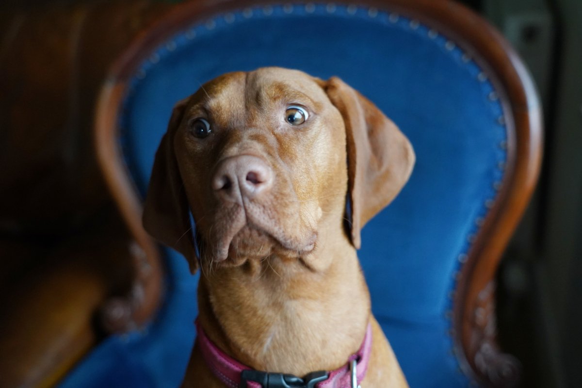 funny vizsla looking side-eye