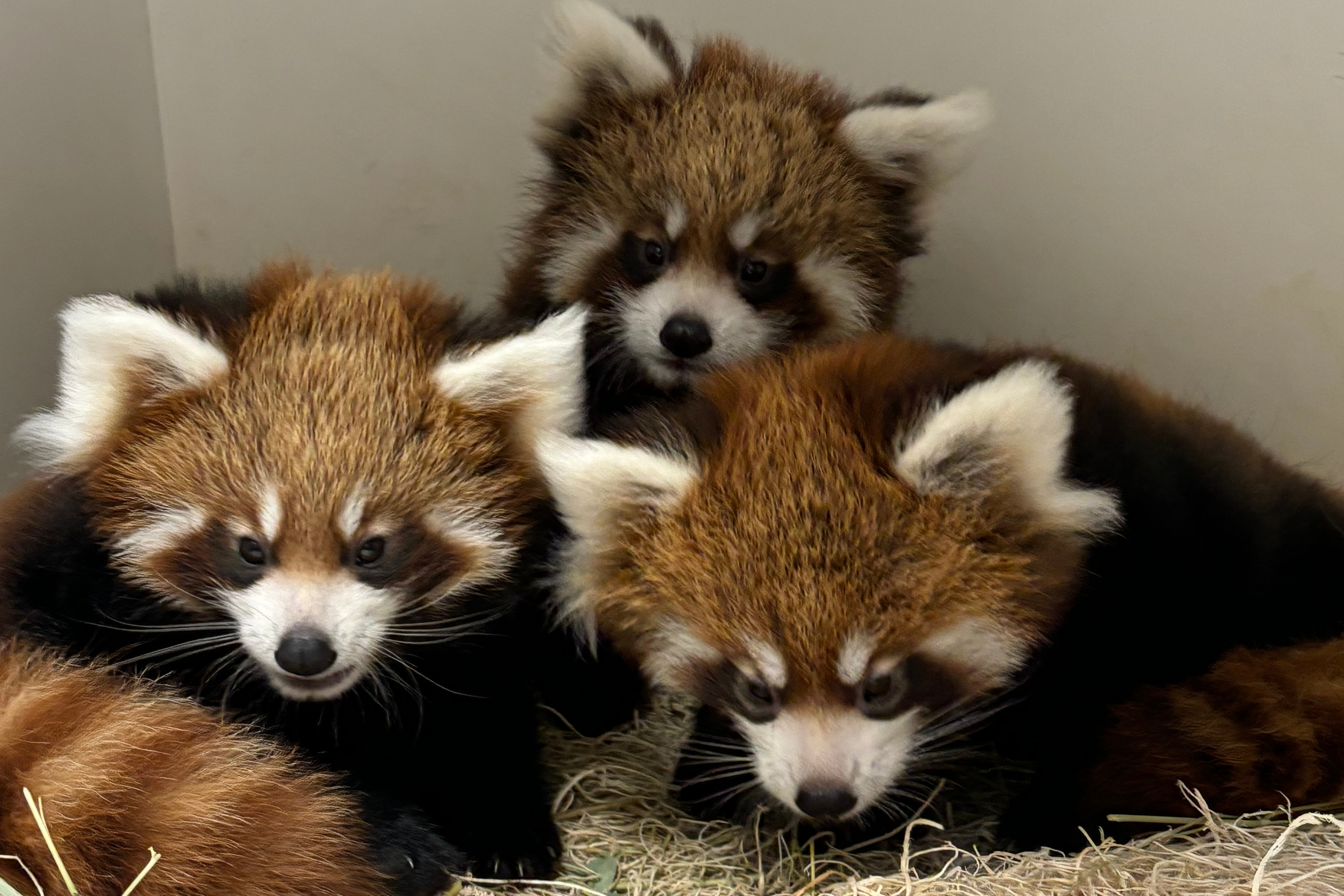 Pictures of adorable endangered red panda triplets born at Nebraska zoo