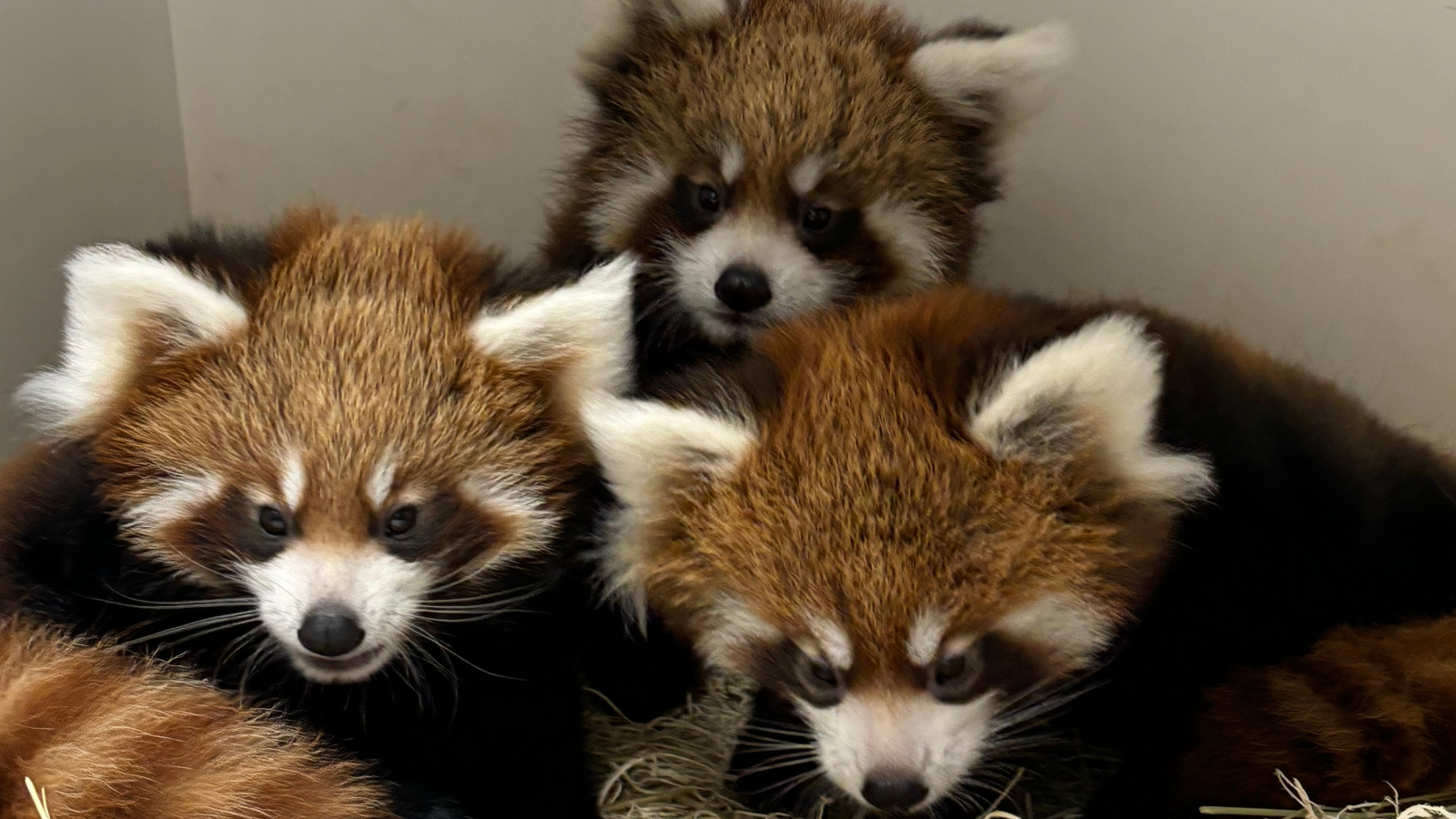 Baby Rd Panda Baby Red Panda Cubs