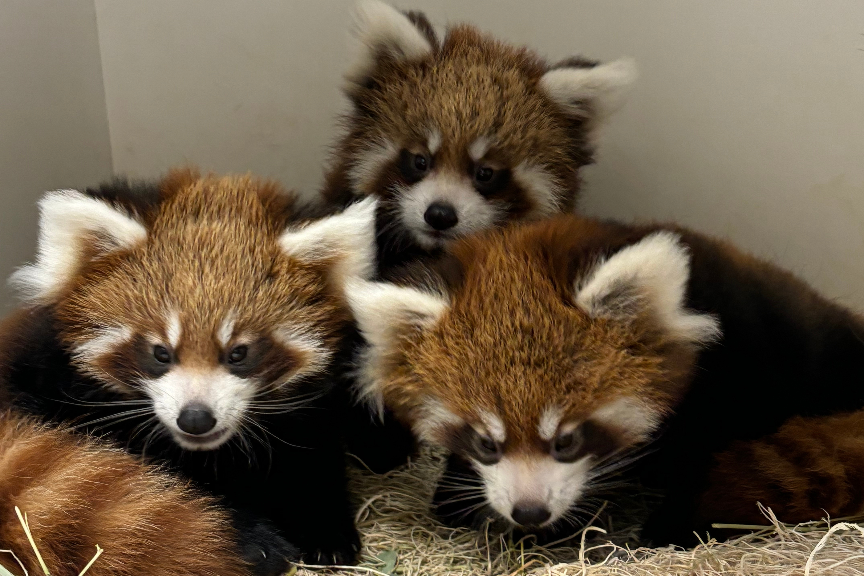 Red Panda Bear Cubs