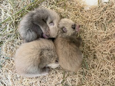 Red panda triplets