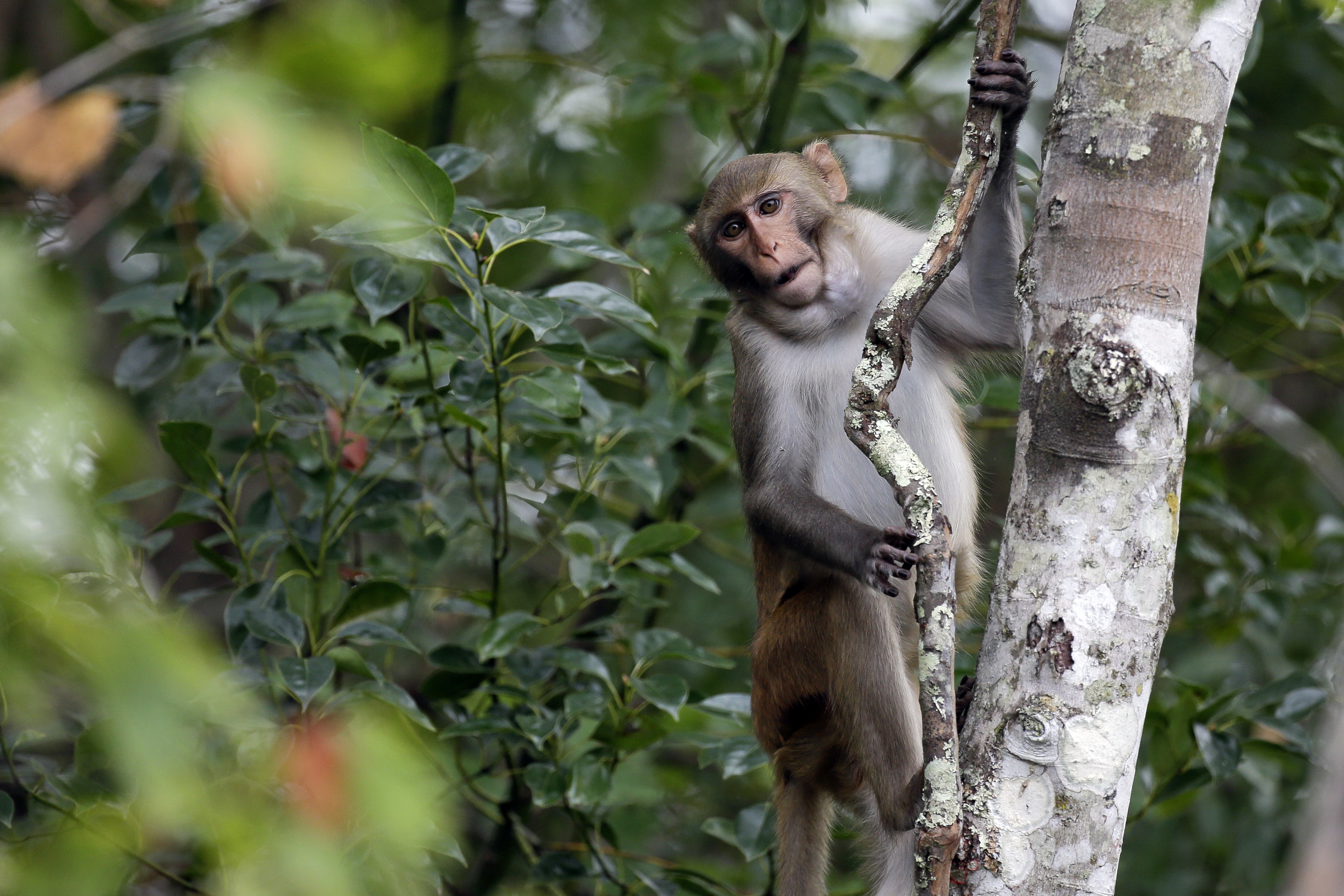 South Carolina Lab Escape: 42 Monkeys Still On the Loose