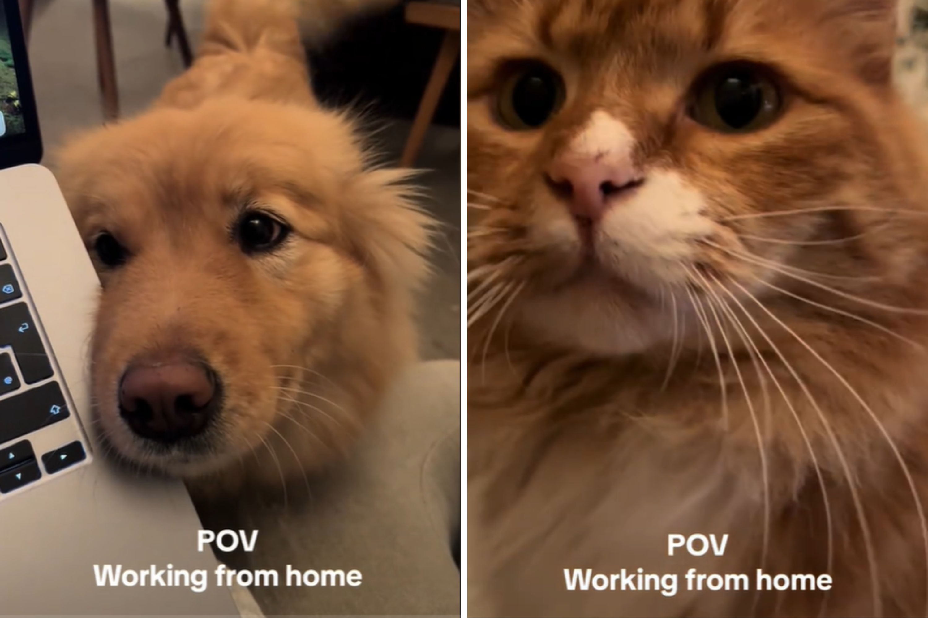 Pet Owner’s Work-From-Home Chaos: Hilarious Dog and Cat Distraction