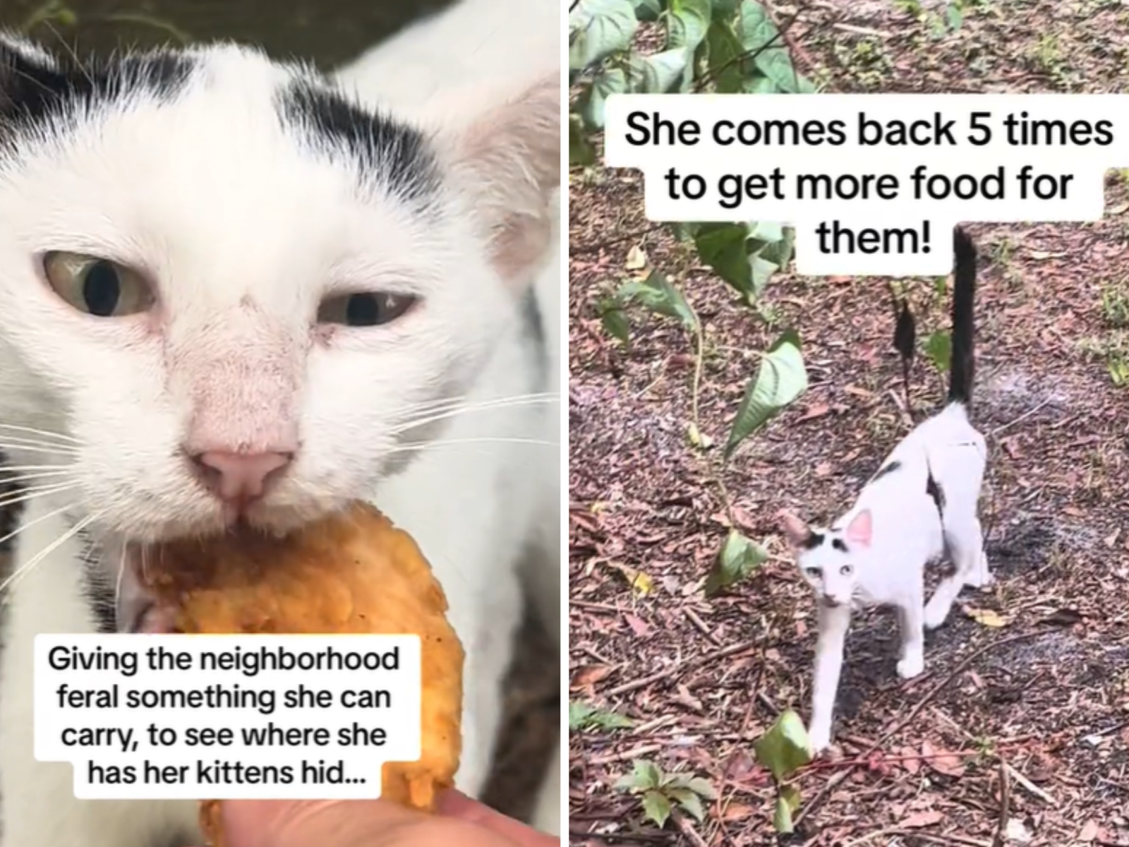 My cat ate her kittens online