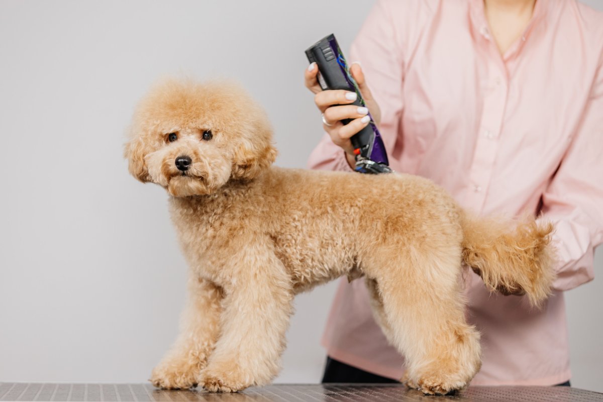 Dog during grooming session.