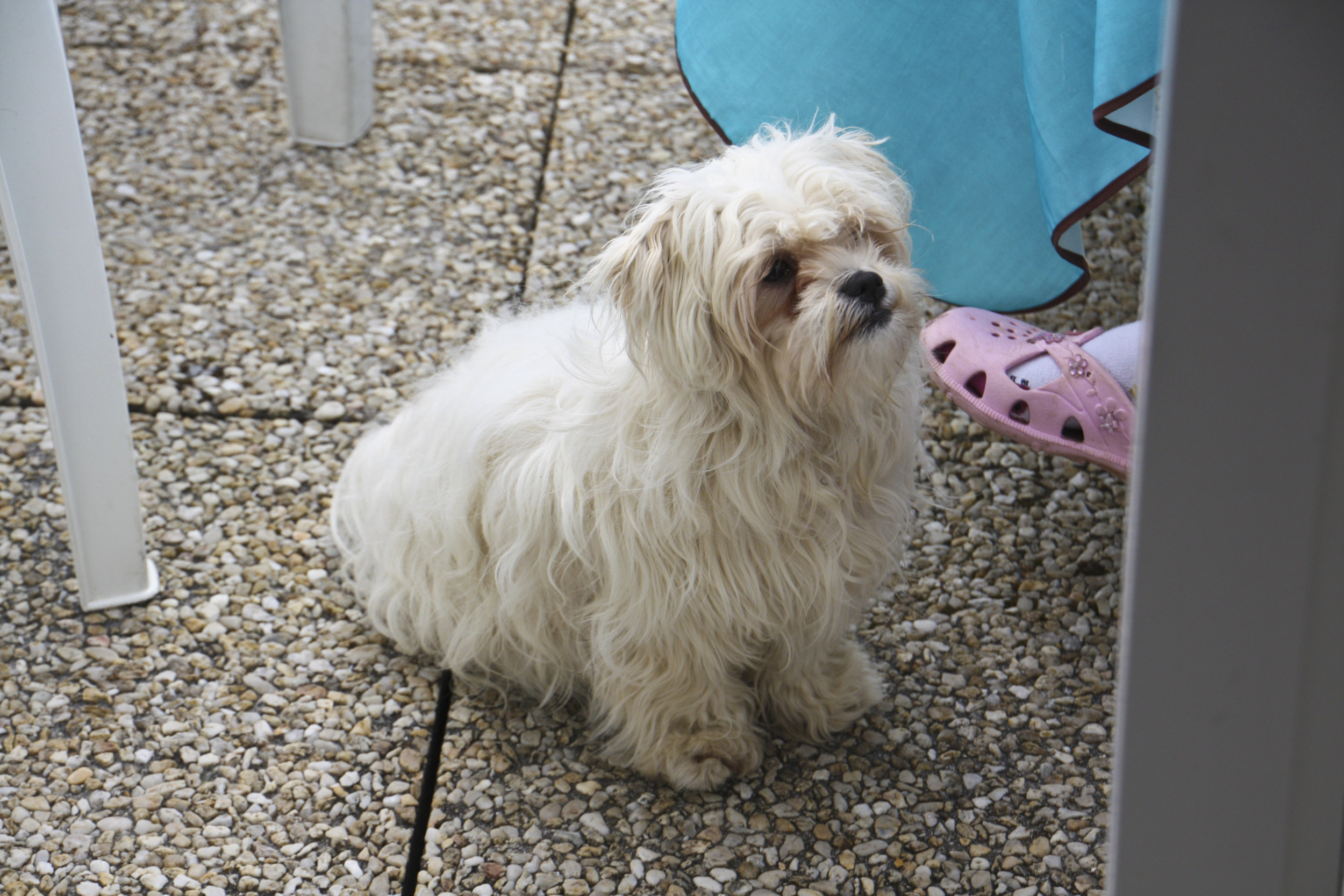 Hearts Melt as Rescue Dog is Dubbed a 'Compelling Storyteller' - Newsweek