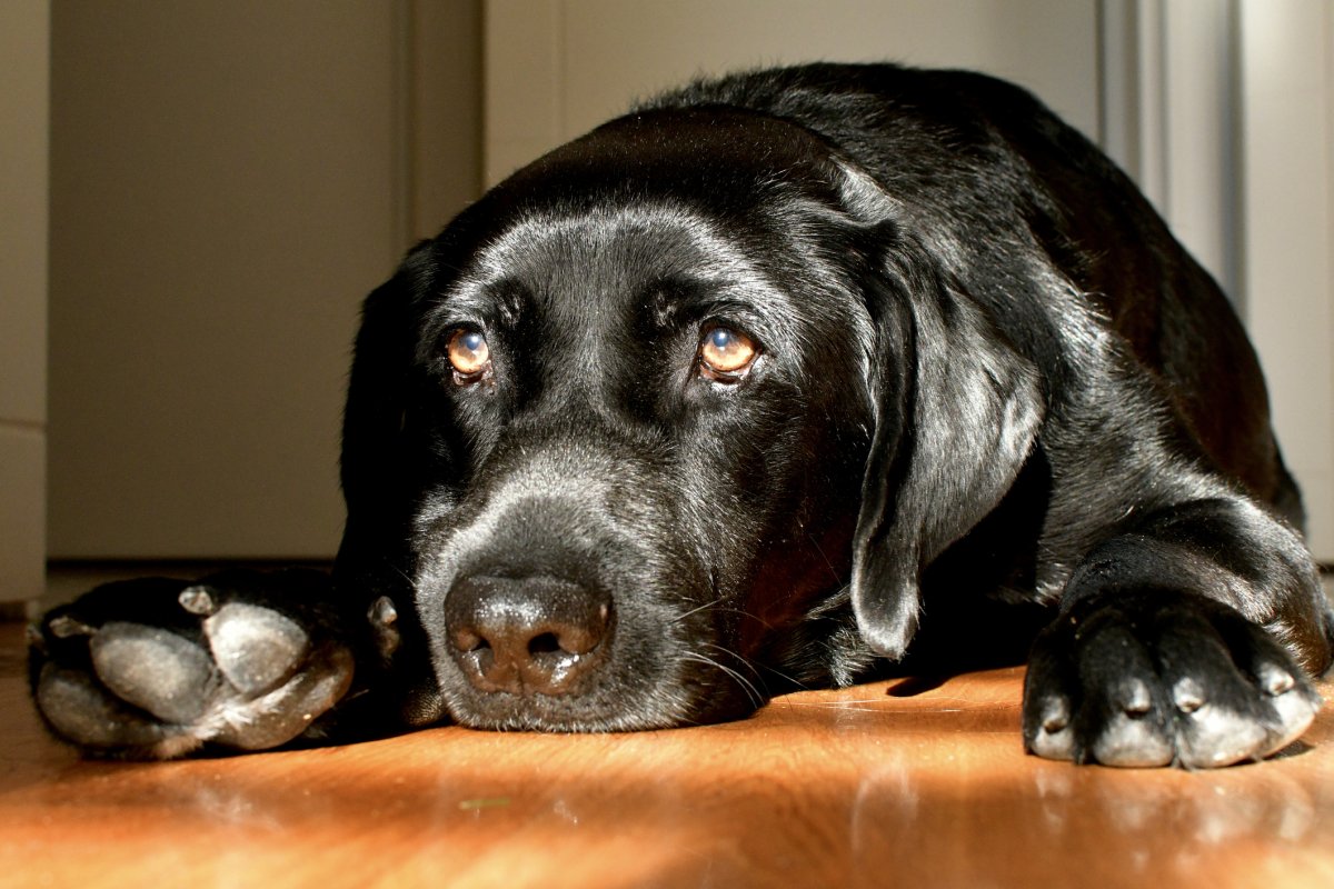 Labrador vede l’ombra del suo padrone e Internet non si aspetta una reazione “inestimabile”.