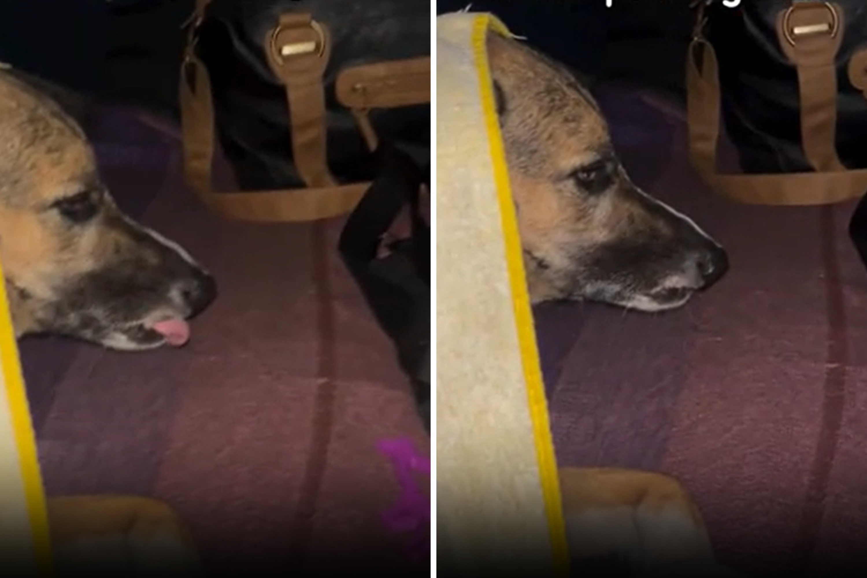 Dog's Look of 'Absolute Disgust' As Owners Take Her Camping in Pouring Rain