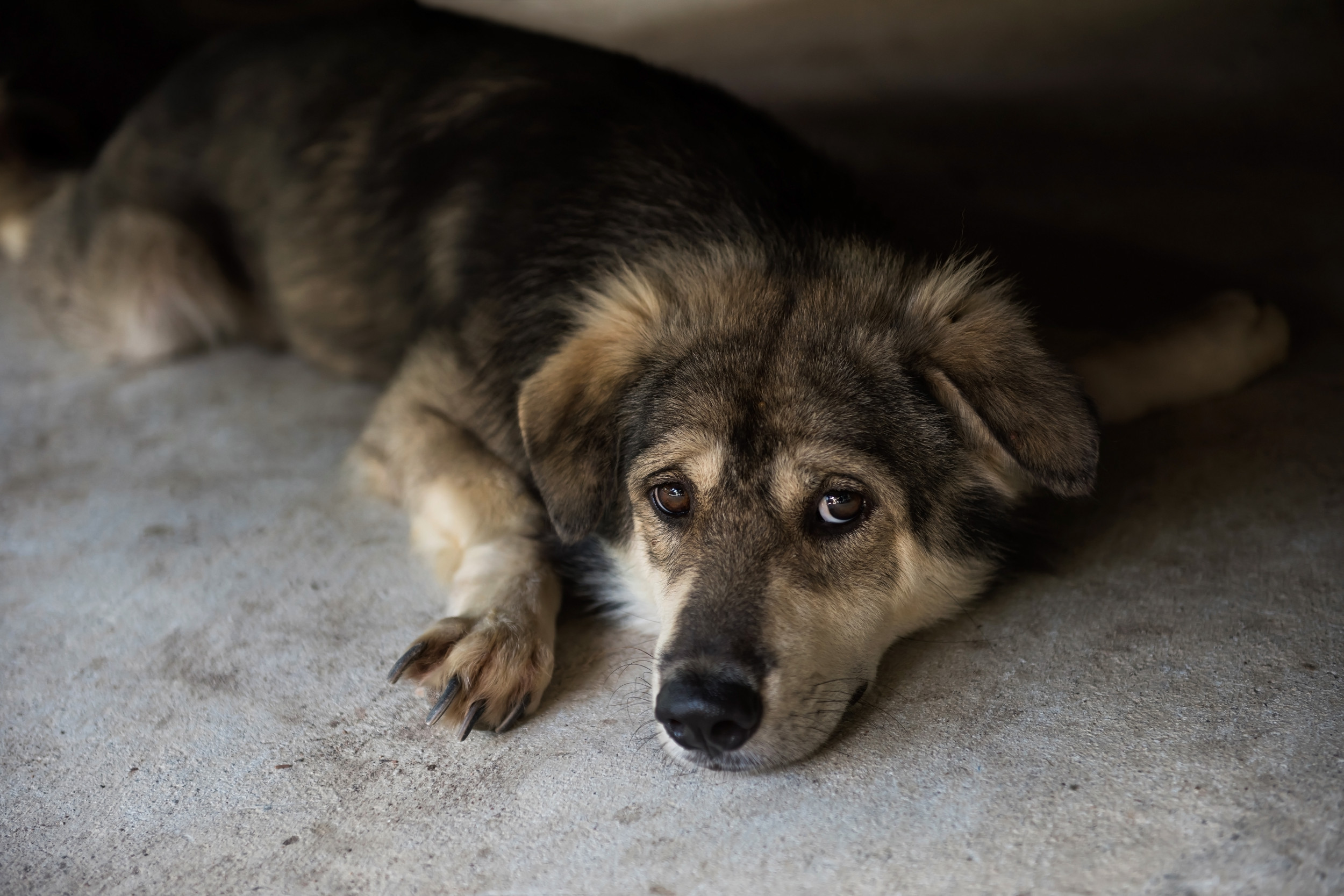 Perro confundido y asustado tras ser entregado por su familia de 13 a os en un refugio 1