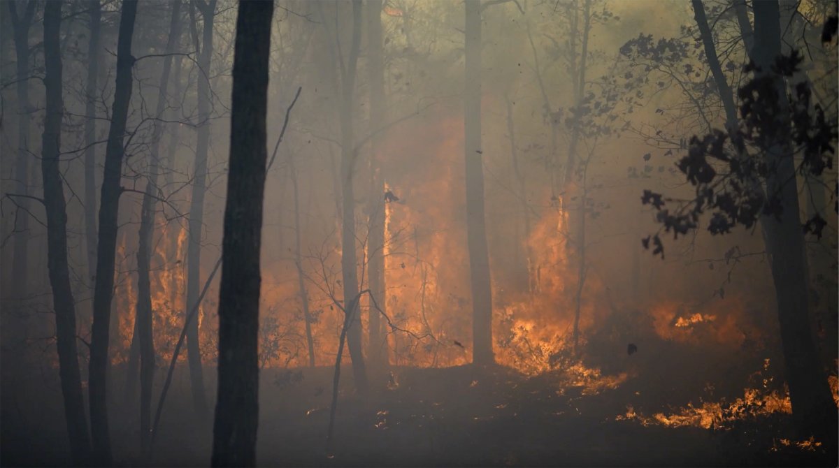New Jersey Forest Fires, 2024