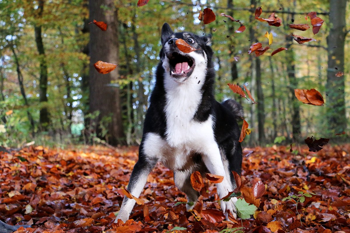 Autumn dog