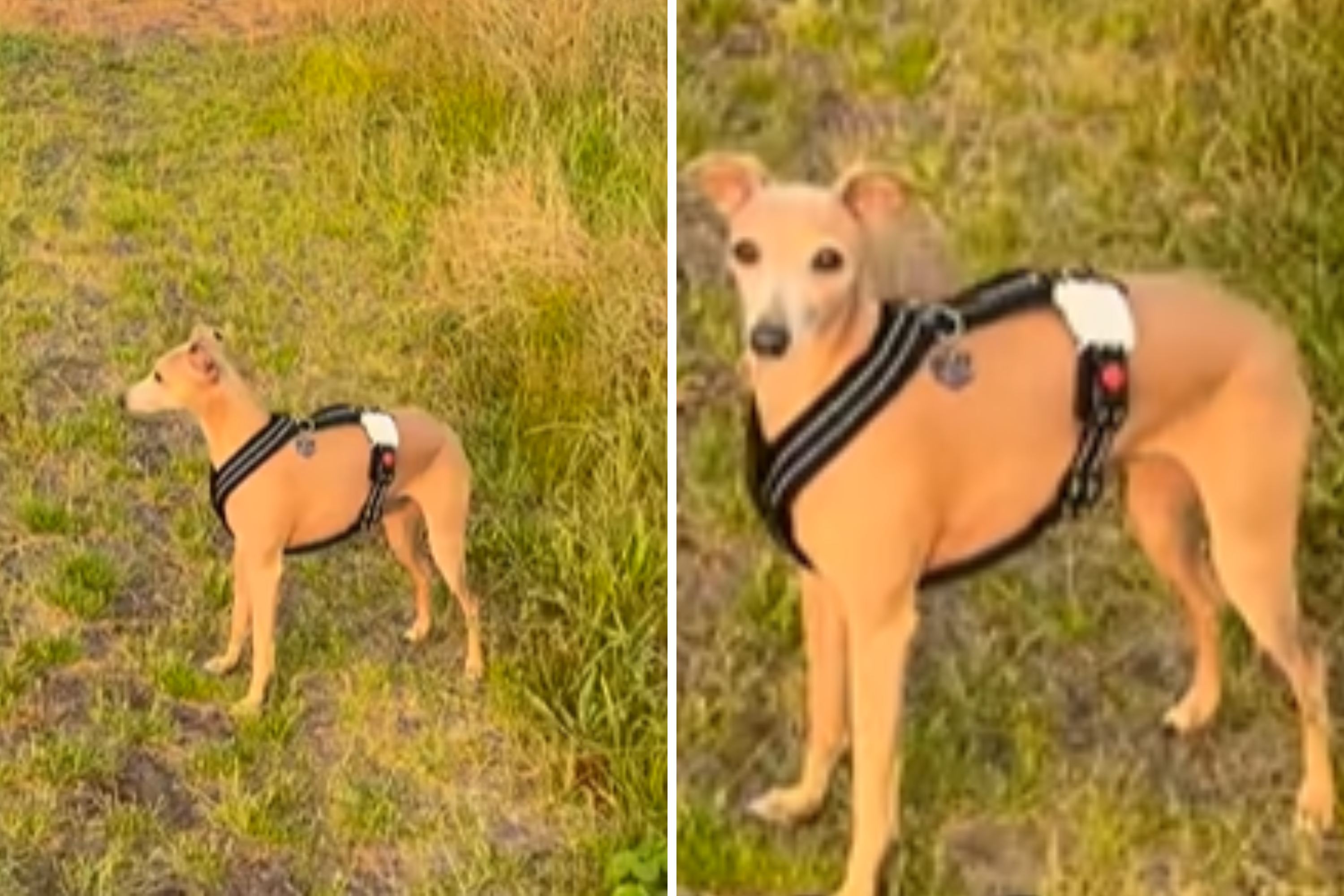 Dog returns to attack site years later—owner realizes she still remembers