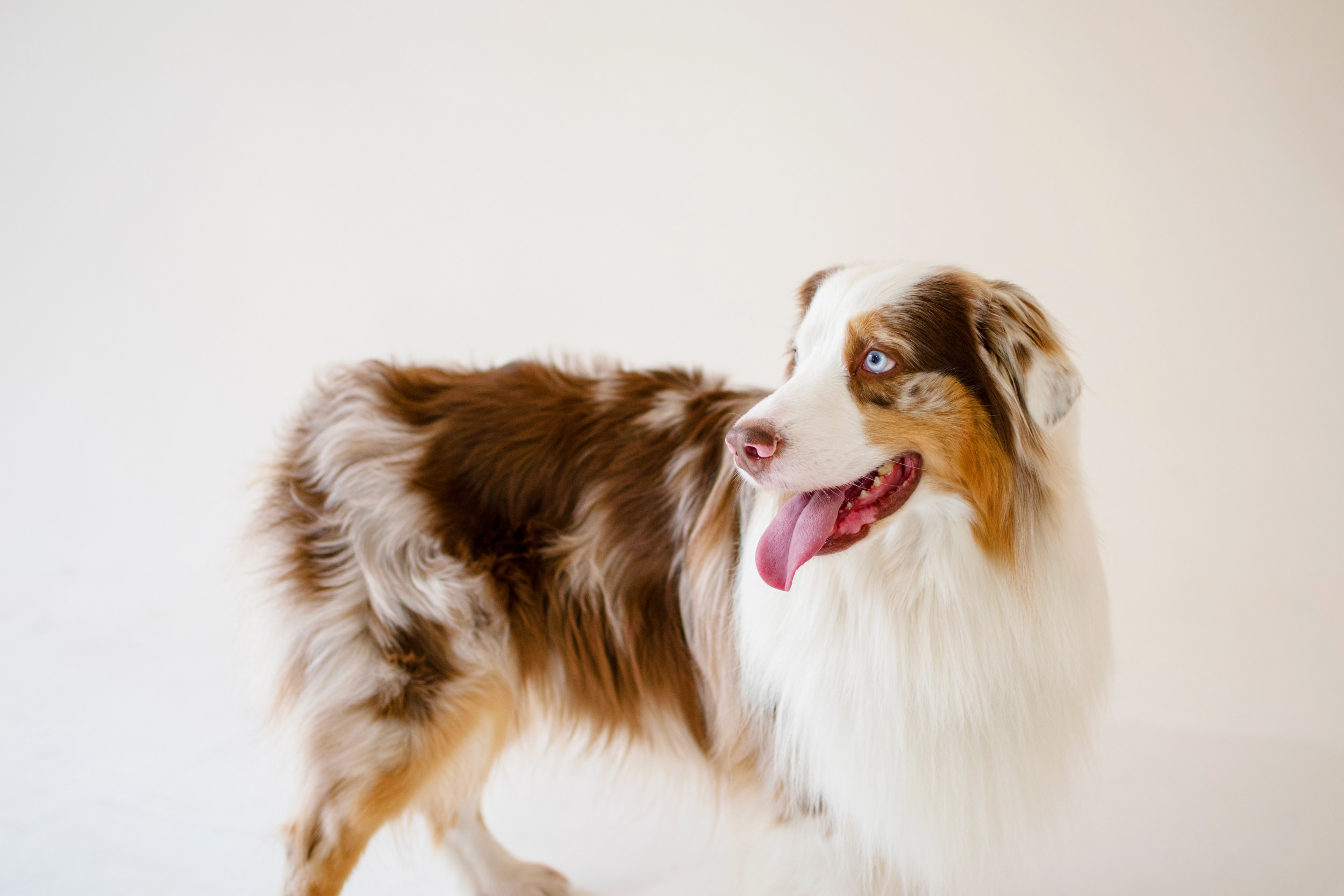 Hysterics at Australian shepherd's response to hearing his name called