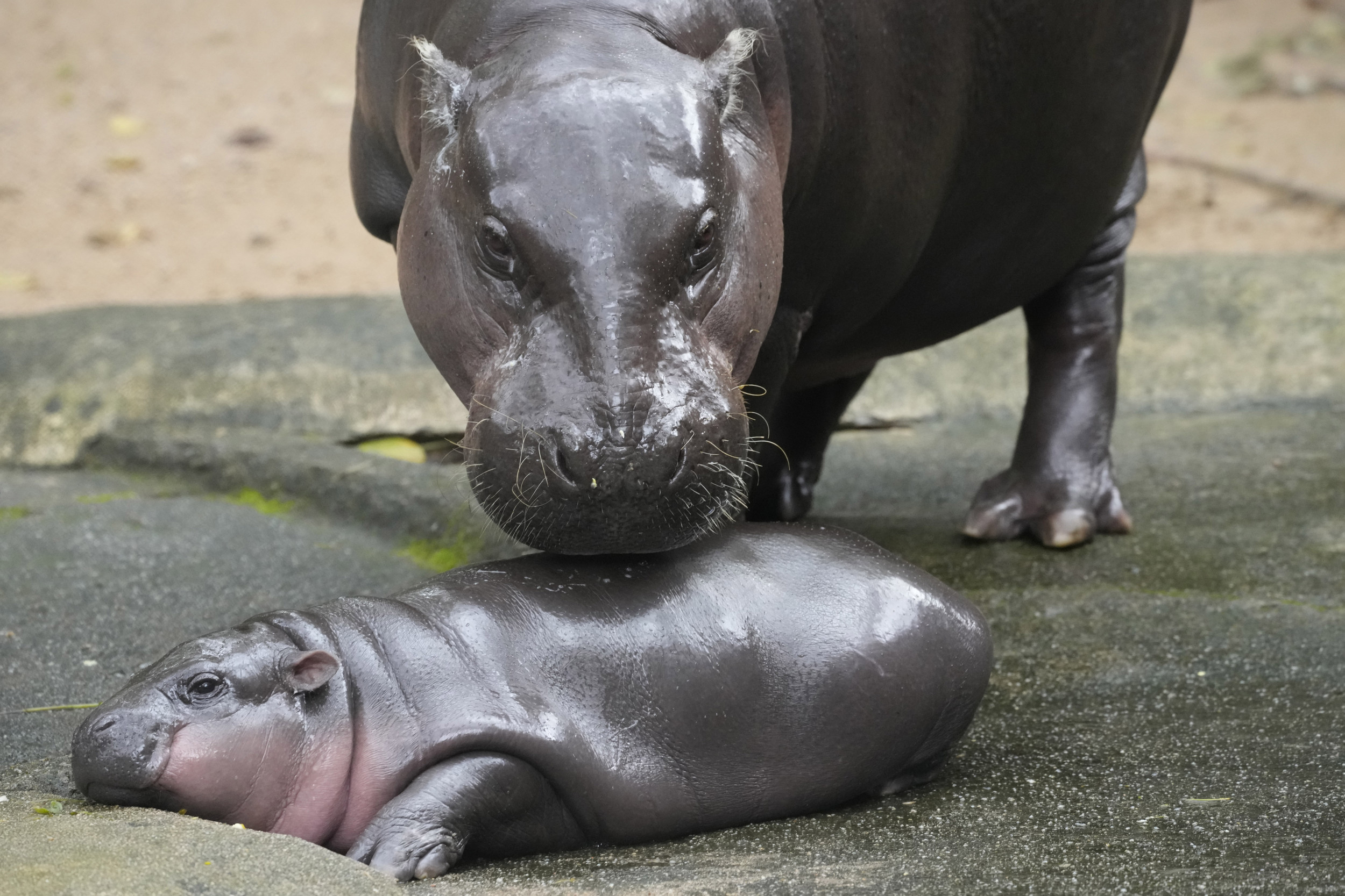 Viral Baby Pygmy Hippo Moo Deng Gets Official Song: Listen Here