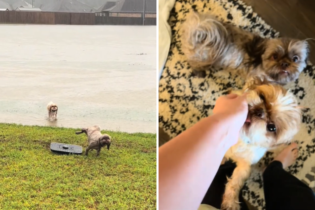 Il proprietario di un cane lascia uscire gli animali dopo un’alluvione, impreparato alla loro reazione