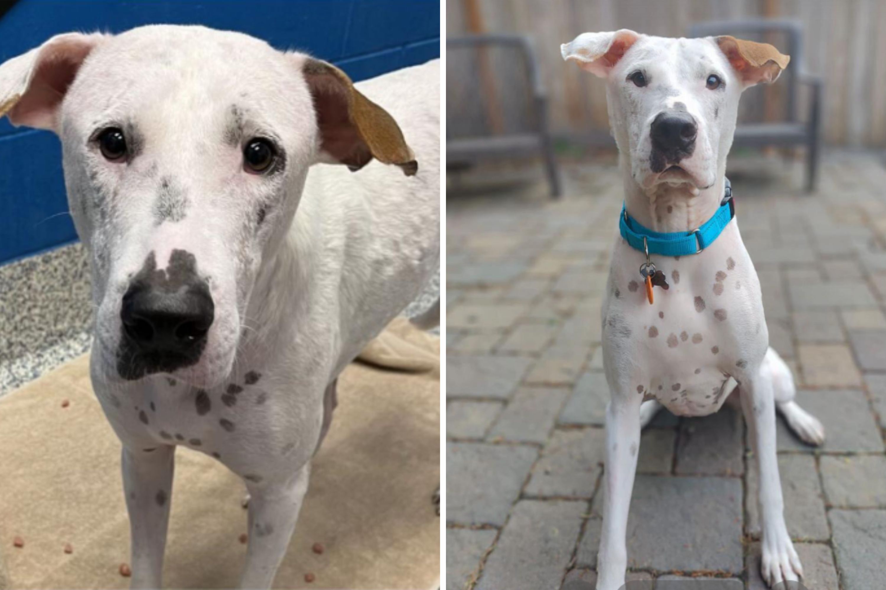 Adopter Shares Joyful Update of Shelter Dog, But Truth Emerges Hours Later
