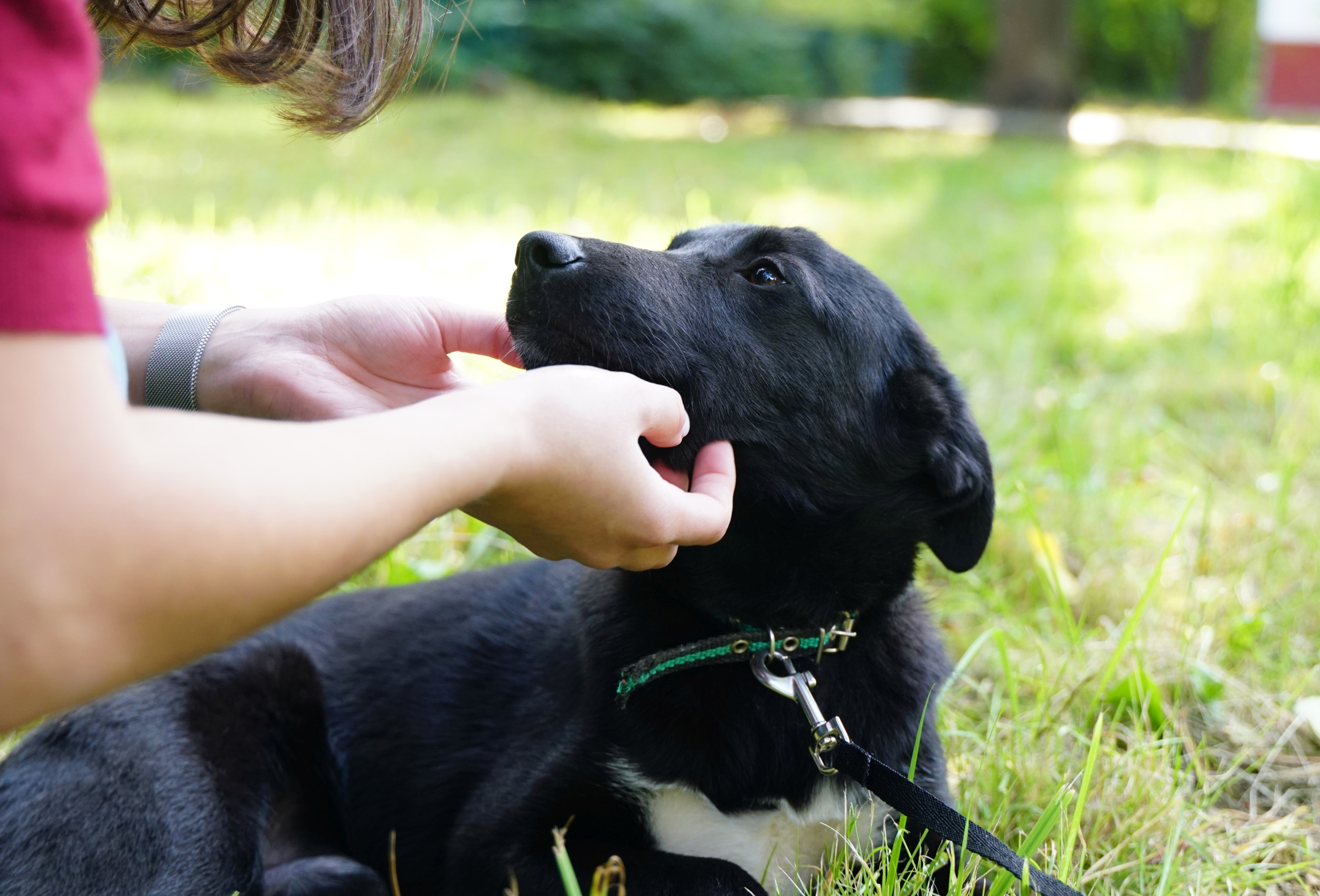 Tears As Shelter Worker Comforts Puppy 'Nobody Wanted' on Adoption Day