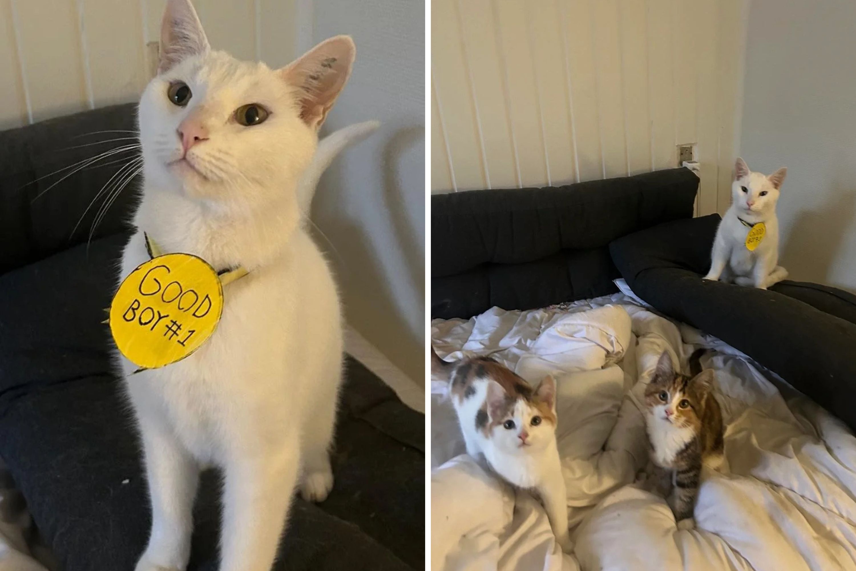 Heartwarming Story: Cat Protects Vulnerable Kittens - 2k4ncl5
