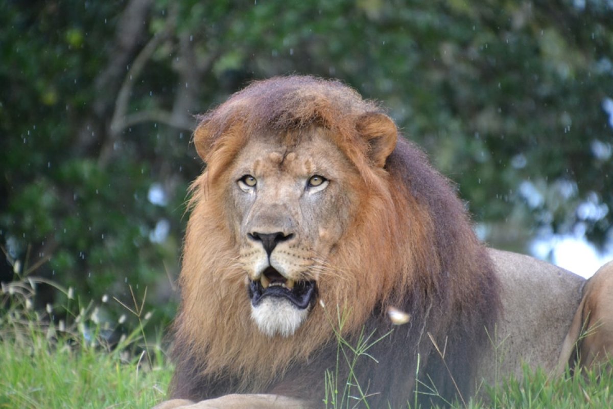 Tour por el País del León