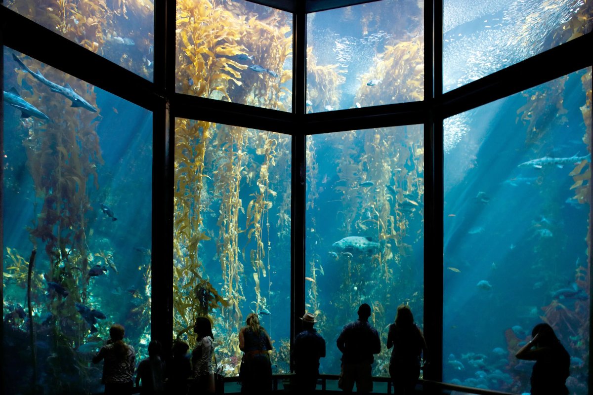 Acuario de la Bahía de Monterey