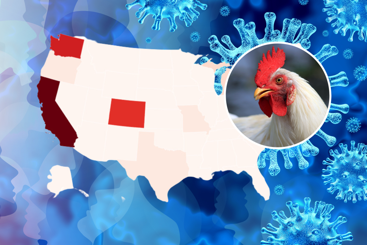 Bird Flu Map Shows States Where H5N1 Has Spread Newsweek