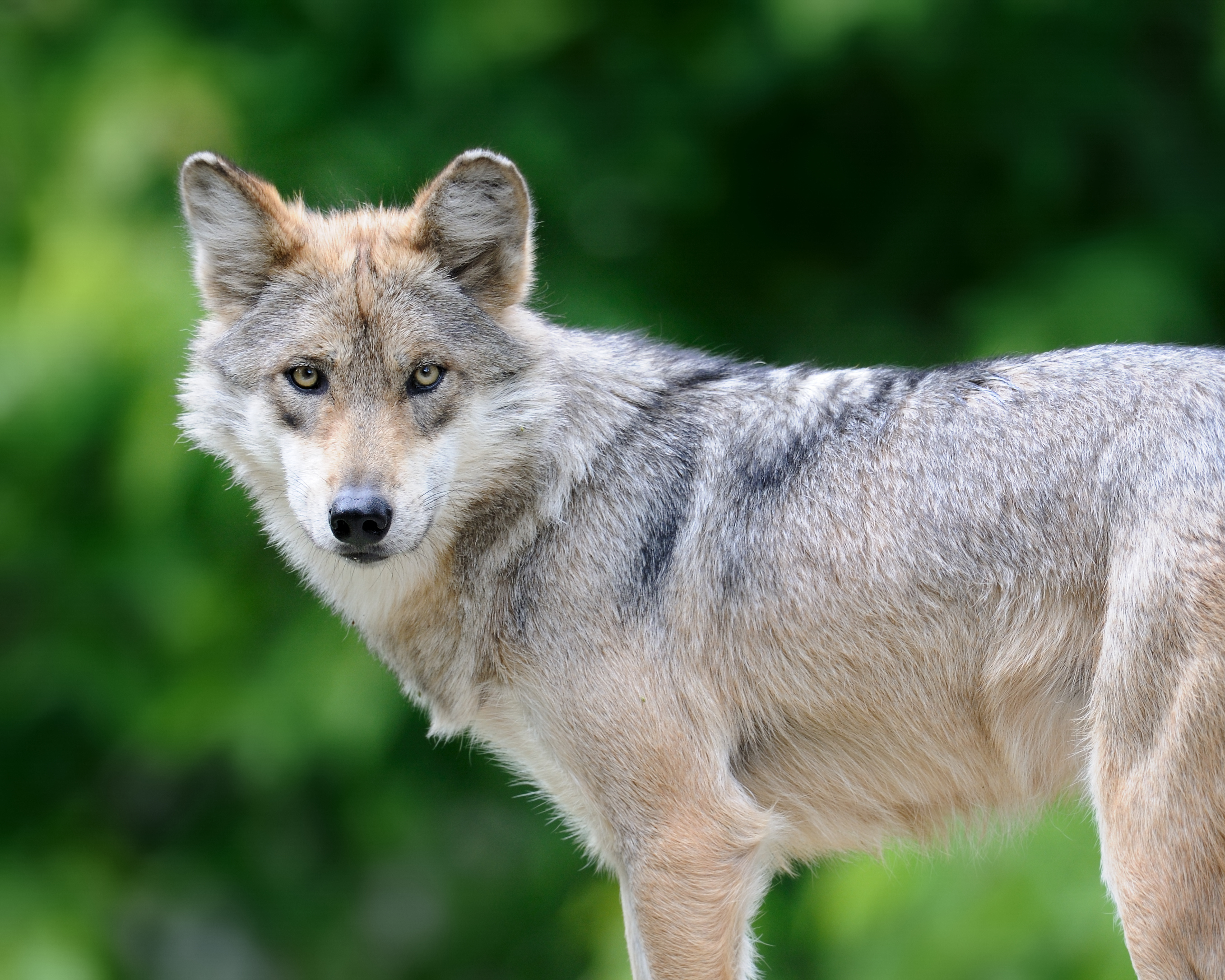 0,000 reward in Arizona wolf killing mystery