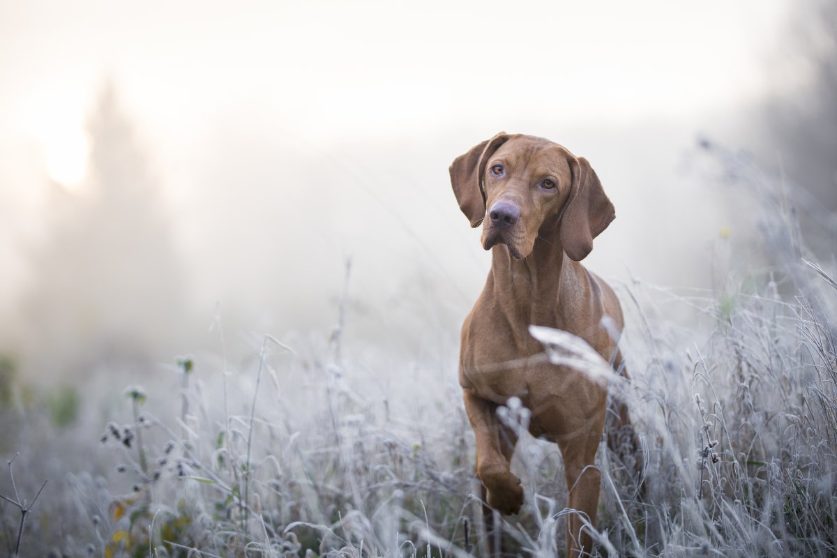 Pet owners in Northern California warned of freezing conditions 