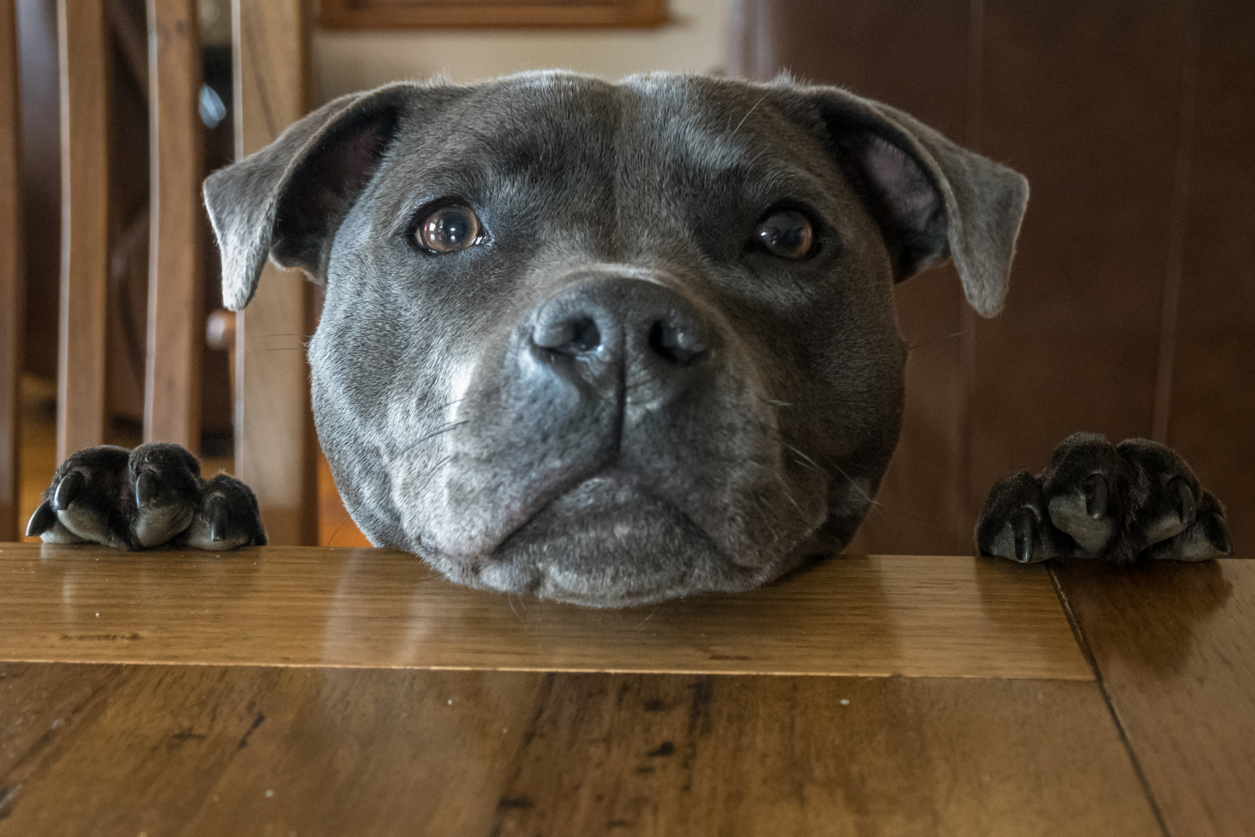 A stock image of a Staffordshire terrier poking head on table. (danicachang/iStock/Getty Images Plus) 