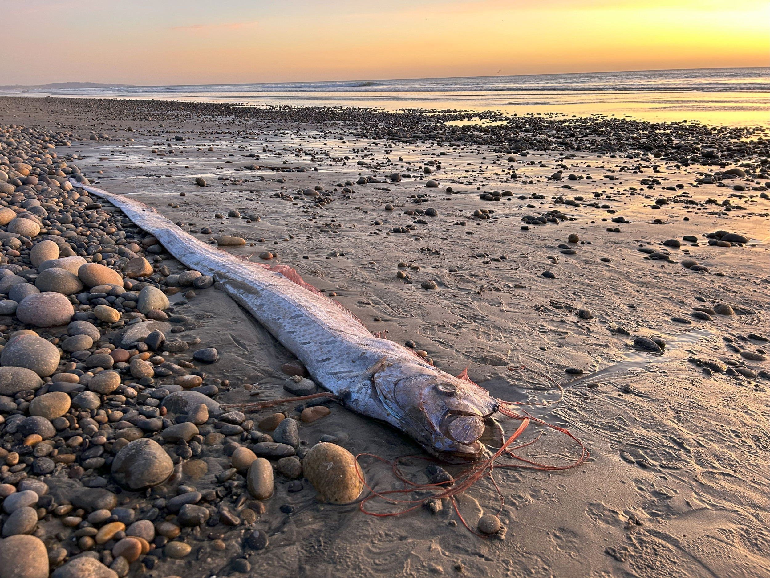 What Are Doomsday Fish? Mystery as Creatures Wash Up on California Shores