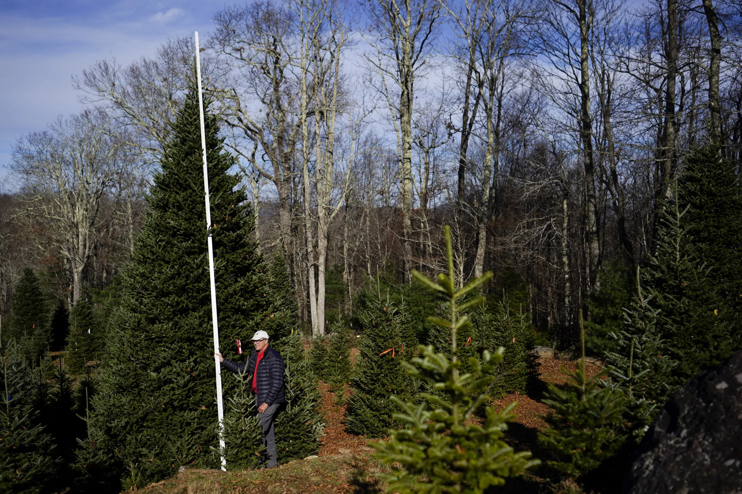 The White House Christmas tree will come from farm hit by Hurricane Helene