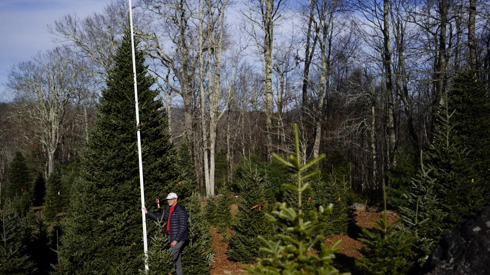 The White House Christmas tree will come from farm hit by Hurricane Helene