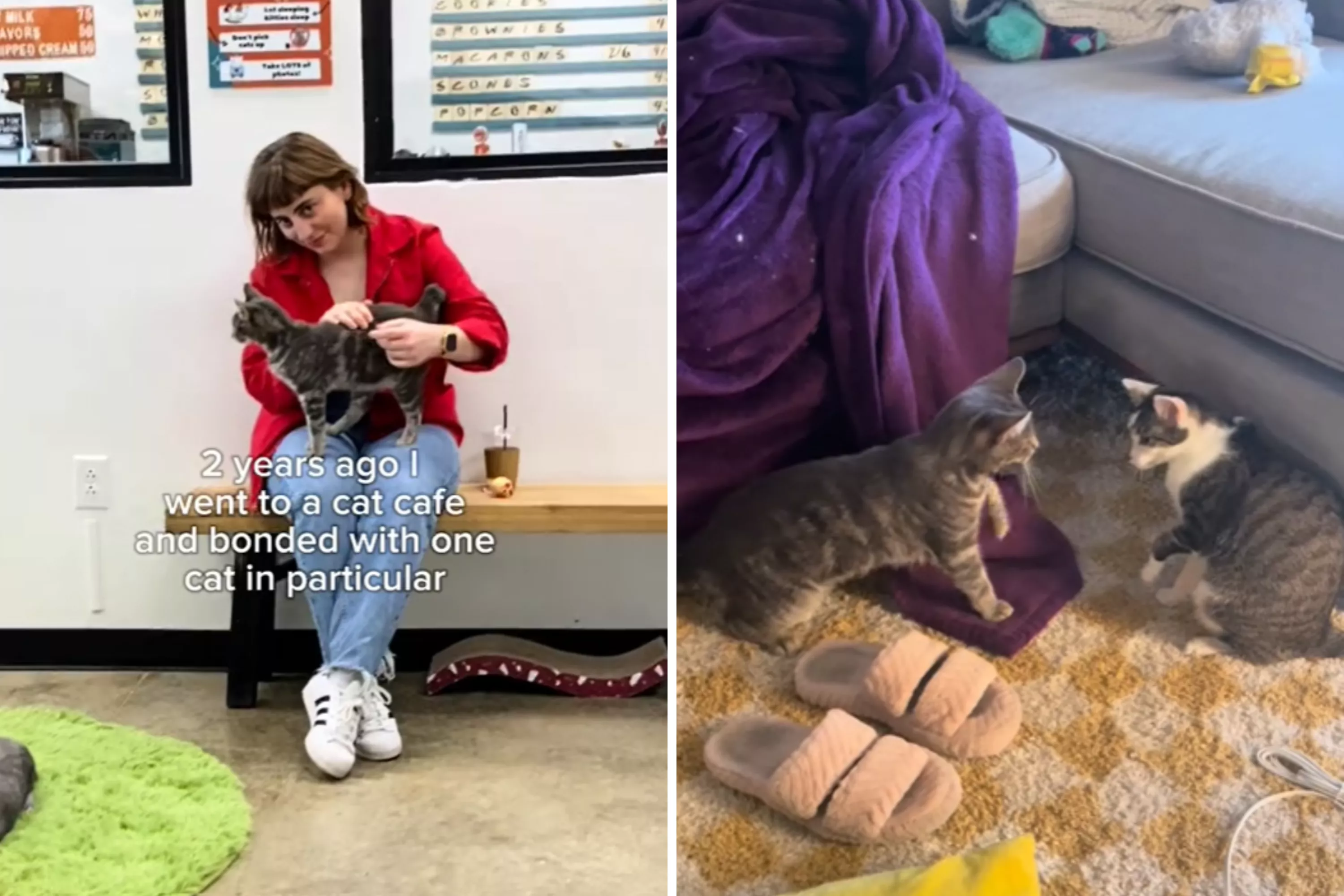 Owner nervous to introduce pets to new cat, not prepared for their response