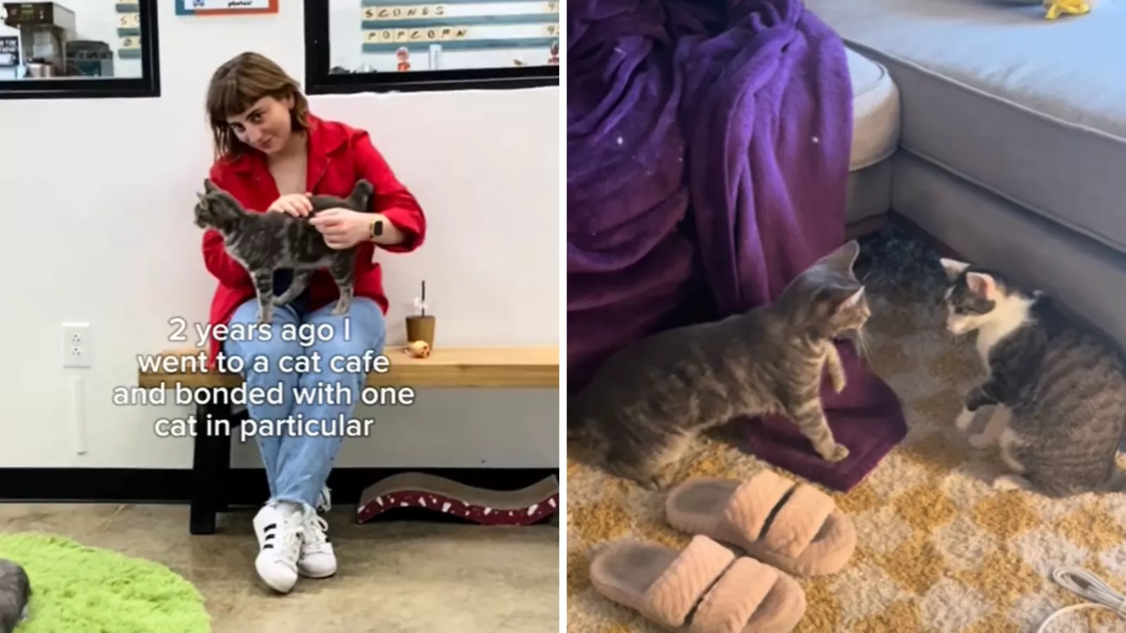 Owner nervous to introduce pets to new cat, not prepared for their response