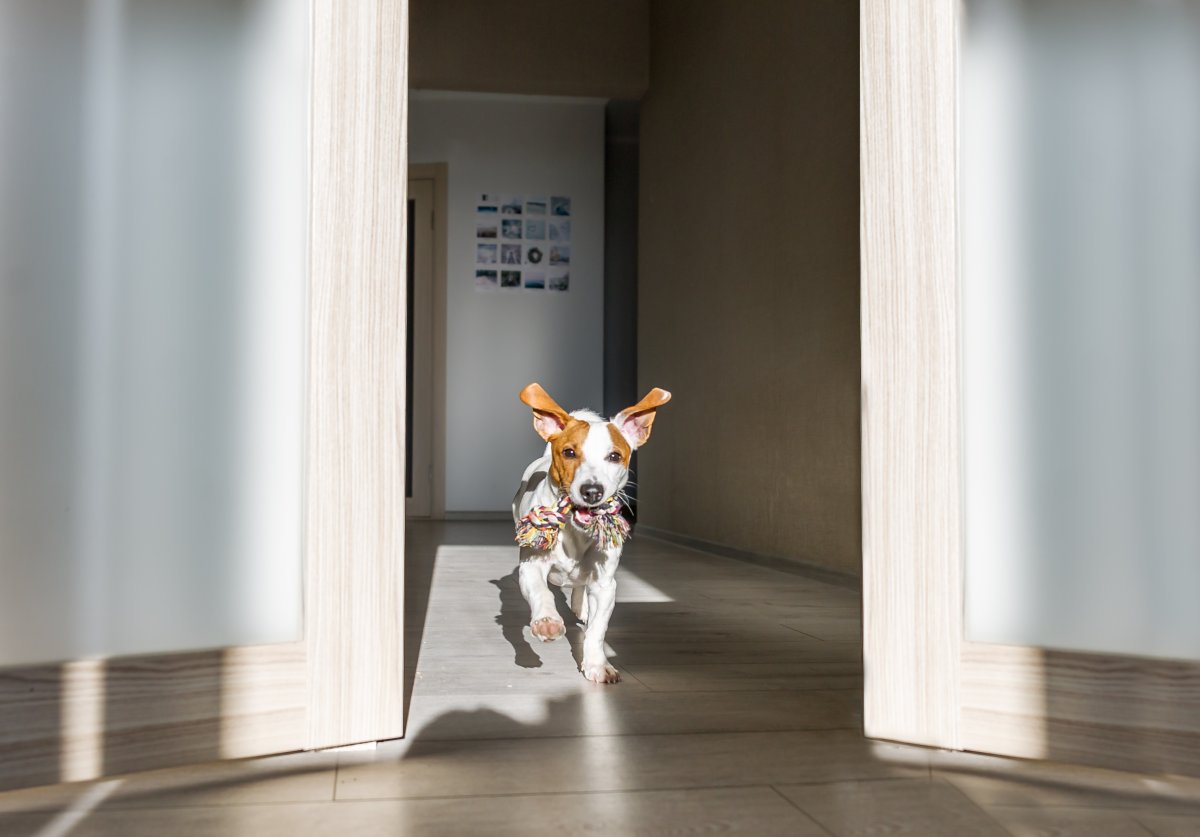 Jack Russell terrier running