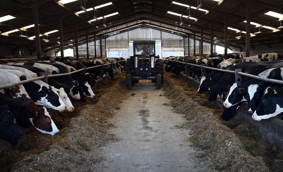 U.K. Most Expensive Coffee Dairy Farm