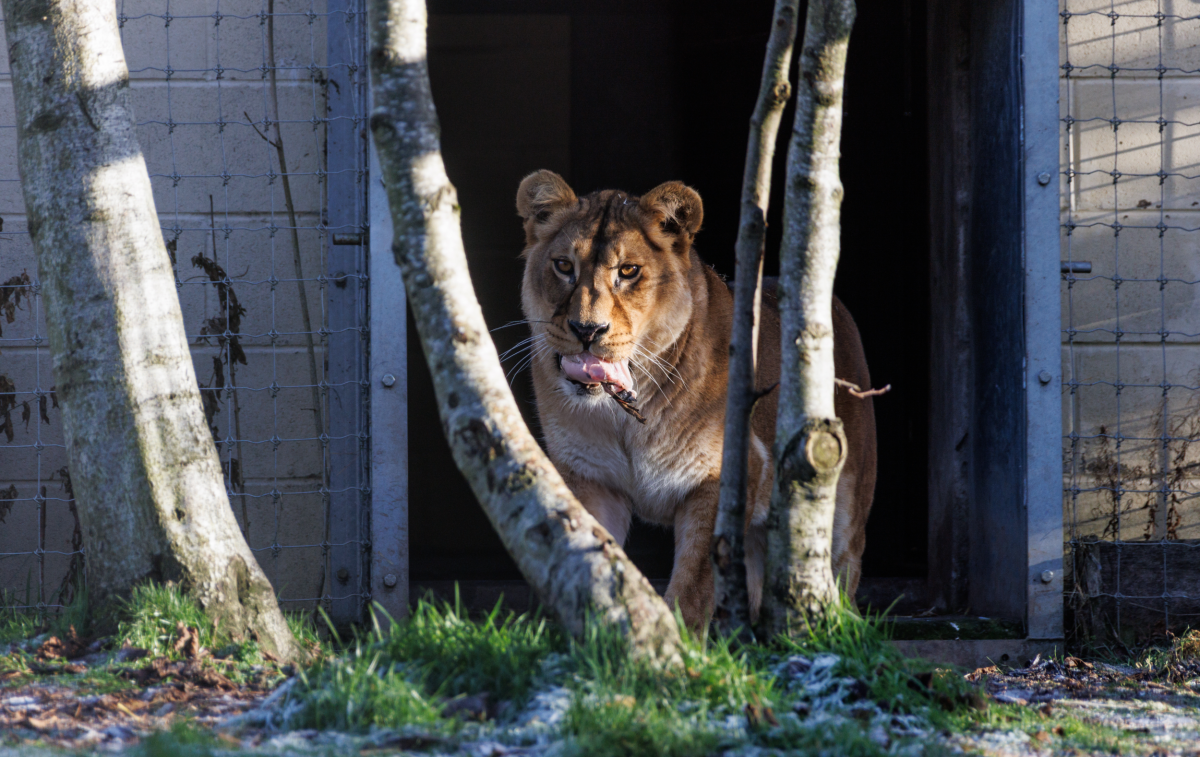 Five Sisters Zoo