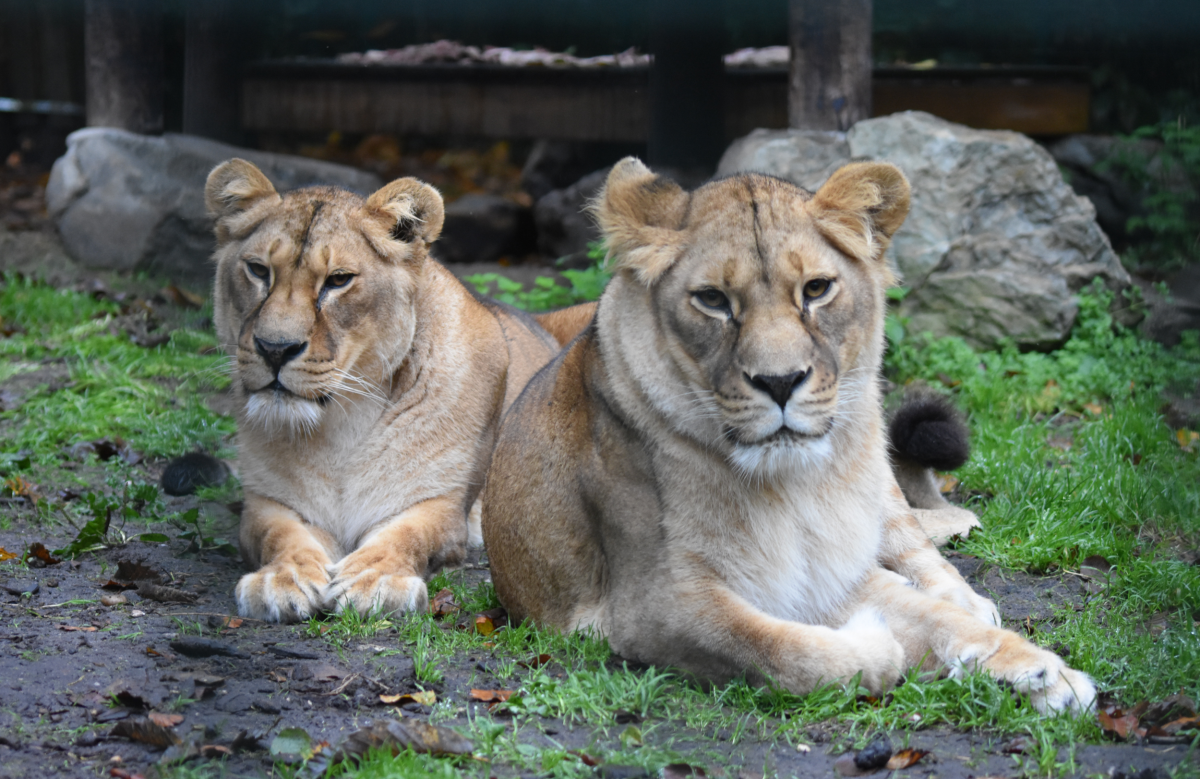 Lionesses Five Sisters Zoo