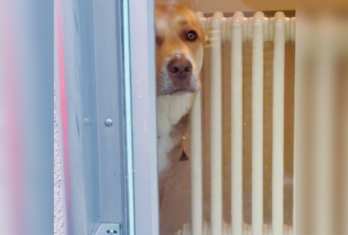 pup peaking through window