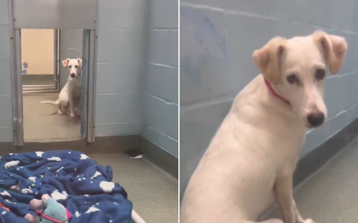 Shelter's 'Most Frightened Dog' Doesn't Have to Be Scared Anymore