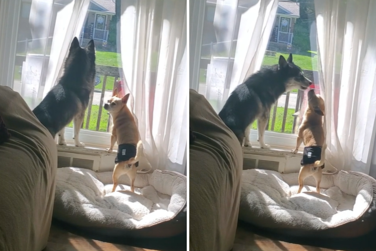 dogs howling by the window